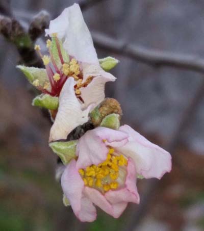 شکوفه های بهاری درخت بادام در زمستان/عکس