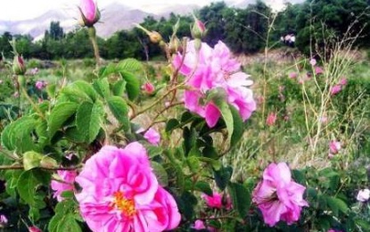     رئیس اتحادیه گلاب وعرقیات گیاهی کاشان: ۱۰۴۰ کارگاه تولید گلاب و عرقیات گیاهی در کاشان مجوز کسب ندارند   