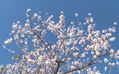 استقبال درختان بادام از فصل بهار+عکس