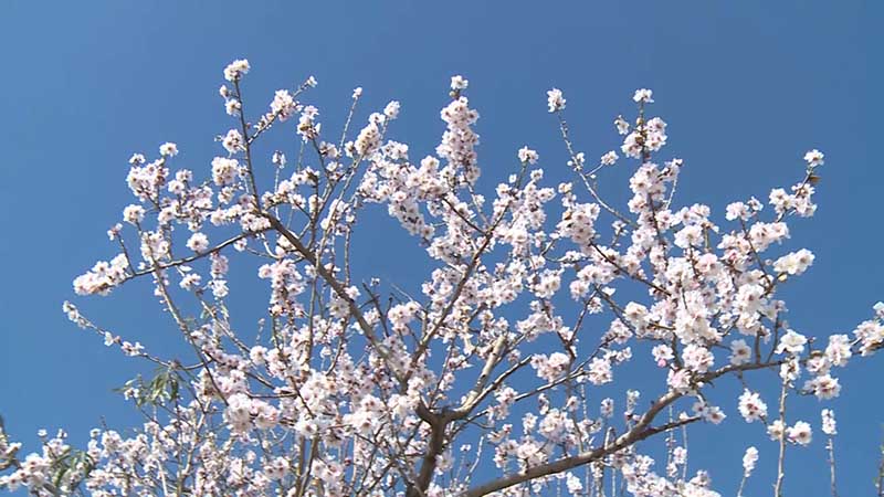 استقبال درختان بادام از فصل بهار+عکس
