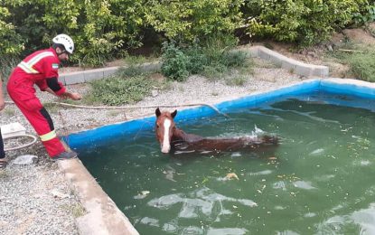 نجات اسب سقوط کرده در استخر آب در فین کاشان